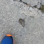 T.J. Thyne Instagram - Back out on walks, and thus the “Love is All Around ❤️” series continues. Many of you were soooo sweet, knowing I wasn’t able to get out as much, you found some of your own, to share with me! Here are a couple from my adventures and a few from yours (and even one from my own amazing niece, whom I adore,😊😊) keep your eyes open! It’s all around! ❤️