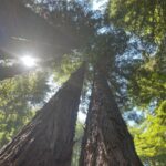 T.J. Thyne Instagram - “…from California to the New York island, from the redwood forest to the Gulf Stream waters This land was made for you and me”. Roadtrip NoCal 2021 🚗 🌲