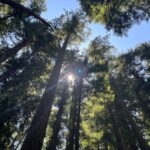 T.J. Thyne Instagram - “…from California to the New York island, from the redwood forest to the Gulf Stream waters This land was made for you and me”. Roadtrip NoCal 2021 🚗 🌲