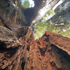 T.J. Thyne Instagram - “…from California to the New York island, from the redwood forest to the Gulf Stream waters
This land was made for you and me”. Roadtrip NoCal 2021 🚗 🌲