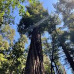 T.J. Thyne Instagram – “…from California to the New York island, from the redwood forest to the Gulf Stream waters
This land was made for you and me”. Roadtrip NoCal 2021 🚗 🌲