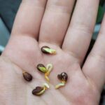 T.J. Thyne Instagram – Some of mine, and a few of yours. I LOVE that you are finding them in your own cities, towns, countries. In your strolls, hikes, and all around! Keep lookin, it’s everywhere ❤️ (and thanks for sending 😊.)