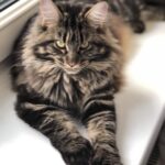 Taisiya Povaliy Instagram - Ну правда же красотка, наша Шоколадка? 💫🌈🐈‍⬛☀️✨ Умнее кошек я ещё не встречала! ❤️❤️❤️ Нравится?🥰😍❤️ #нашашоколадка #мейнкун #повалий
