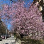 Tako Tabatadze Instagram - 🌸 Prague, Czech Republic