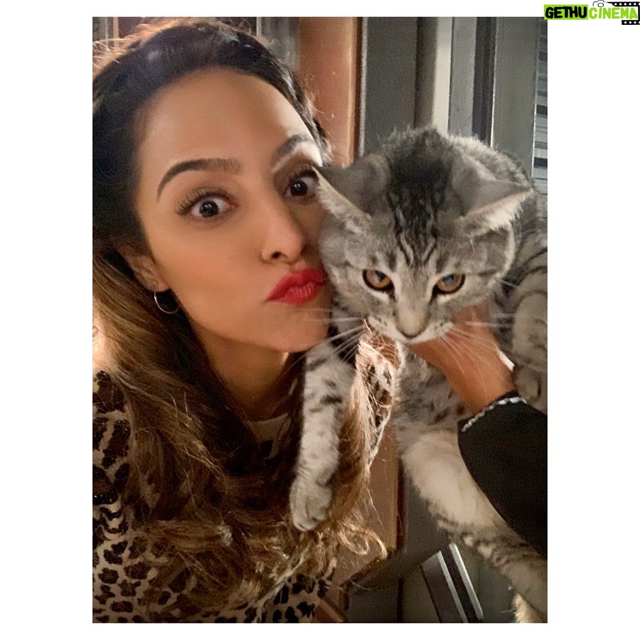 Tala Ashe Instagram - happy caturday from cat me who clearly loves human me. 😏 #zaricat #legendsoftomorrow