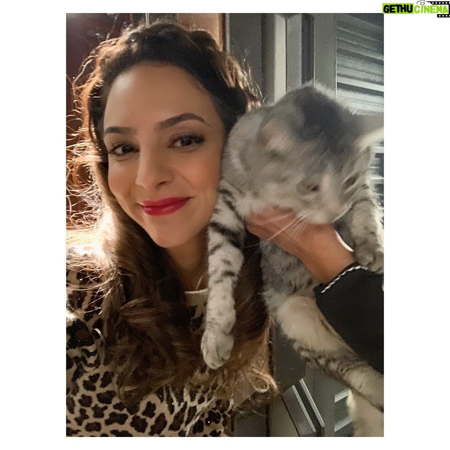 Tala Ashe Instagram - happy caturday from cat me who clearly loves human me. 😏 #zaricat #legendsoftomorrow