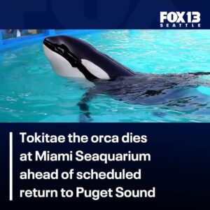 Tammie Brown Instagram - #freeloita I am devastated and hearing the death of Lolita .. as you all know, I have been campaigning for her for the past eight years .. captivity kills .. check out Lolita story and how she was brought to captivity !! Very sad story .. 

#queenwithacause #nationaltreasure #notgrooming #freeorcas  #protectpuvungna #savetheorangutans #boycottpalmoil