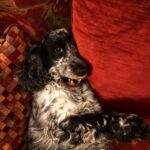 Tamzin Merchant Instagram - Mad-Eye Dusty #lazysunday