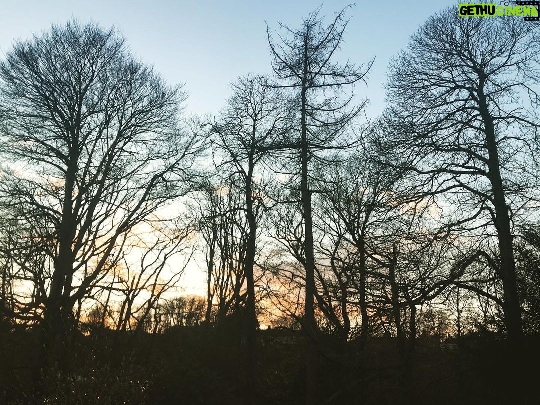 Tamzin Merchant - 1K Likes - Winter Trees
💚💛🧡💙