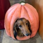 Tamzin Merchant Instagram - Hello gourdgeous 🎃