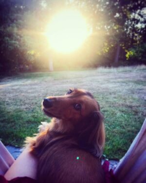 Tamzin Merchant Instagram - Home with my Womble, Minnie.
Her full name is Minerva McDoggagle.
She is 50% dachshund, 50% womble, and 100% sassy.