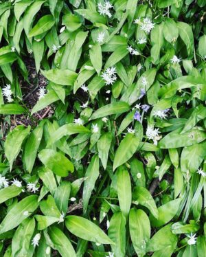 Tamzin Merchant Instagram - TFW you find wild garlic growing in the woods 🤩😋🌱 
(also dandelion puffballs and Hawthornes budding) 🥰