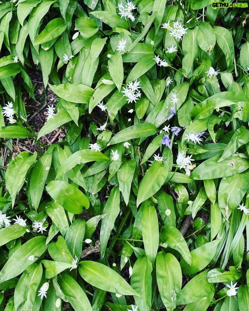 Tamzin Merchant Instagram - TFW you find wild garlic growing in the woods 🤩😋🌱 (also dandelion puffballs and Hawthornes budding) 🥰