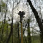 Tamzin Merchant Instagram – TFW you find wild garlic growing in the woods 🤩😋🌱 
(also dandelion puffballs and Hawthornes budding) 🥰