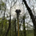 Tamzin Merchant Instagram – TFW you find wild garlic growing in the woods 🤩😋🌱
(also dandelion puffballs and Hawthornes budding) 🥰