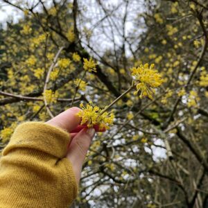 Tamzin Merchant Instagram - Signs of Spring 💛🌼🌸

Daffodils blooming, tiny buds breaking... and my dad going full Ghostbusters with his jet-washer on a plant pot 😂