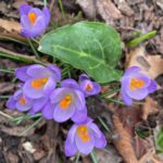 Tamzin Merchant Instagram - Croci 💜 Chelsea Physic Garden