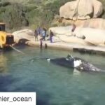Tanya van Graan Instagram – This is heart breaking! 💔🐋This can’t continue to happen! 😠 #ProtectOurWhales

#Repost @shamier_ocean @thebeachco_op 
Breaking News: This is the third #whale entanglement in two weeks. The City of Cape Town is calling on the National Minister of Environment, Forestry and Fisheries to place a moratorium on the Exploratory Octopus Permit until such time as a sustainable solution is introduced. ‘This is the third entanglement and second fatality of whales as a result of the octopus fishery in the last two weeks. All of these entanglements have occurred within the designated Marine Protected Area surrounding our shores. We are aware that livelihoods and jobs depend on the octopus fishing industry, however, we have to insist on sustainable practices. We cannot allow a situation where whales continue to die, because of these nets,’ said the City’s Mayoral Committee Member for Spatial Planning and Environment, Alderman Marian Nieuwoudt. 
Sign the petition on change.org to place a moratorium the #octopus fishery. 
@seachangeproject @dyerict @marinedynamics @cityofct @cityofcapetown @capetownmag @capetowndivecentre @lcasparktalks @wwfsouthafrica @wwfsassi @caperadd