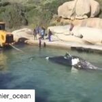 Tanya van Graan Instagram - This is heart breaking! 💔🐋This can’t continue to happen! 😠 #ProtectOurWhales #Repost @shamier_ocean @thebeachco_op Breaking News: This is the third #whale entanglement in two weeks. The City of Cape Town is calling on the National Minister of Environment, Forestry and Fisheries to place a moratorium on the Exploratory Octopus Permit until such time as a sustainable solution is introduced. ‘This is the third entanglement and second fatality of whales as a result of the octopus fishery in the last two weeks. All of these entanglements have occurred within the designated Marine Protected Area surrounding our shores. We are aware that livelihoods and jobs depend on the octopus fishing industry, however, we have to insist on sustainable practices. We cannot allow a situation where whales continue to die, because of these nets,’ said the City’s Mayoral Committee Member for Spatial Planning and Environment, Alderman Marian Nieuwoudt. Sign the petition on change.org to place a moratorium the #octopus fishery. @seachangeproject @dyerict @marinedynamics @cityofct @cityofcapetown @capetownmag @capetowndivecentre @lcasparktalks @wwfsouthafrica @wwfsassi @caperadd