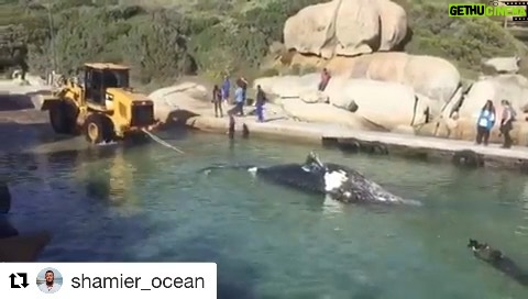 Tanya van Graan Instagram - This is heart breaking! 💔🐋This can’t continue to happen! 😠 #ProtectOurWhales #Repost @shamier_ocean @thebeachco_op Breaking News: This is the third #whale entanglement in two weeks. The City of Cape Town is calling on the National Minister of Environment, Forestry and Fisheries to place a moratorium on the Exploratory Octopus Permit until such time as a sustainable solution is introduced. ‘This is the third entanglement and second fatality of whales as a result of the octopus fishery in the last two weeks. All of these entanglements have occurred within the designated Marine Protected Area surrounding our shores. We are aware that livelihoods and jobs depend on the octopus fishing industry, however, we have to insist on sustainable practices. We cannot allow a situation where whales continue to die, because of these nets,’ said the City’s Mayoral Committee Member for Spatial Planning and Environment, Alderman Marian Nieuwoudt. Sign the petition on change.org to place a moratorium the #octopus fishery. @seachangeproject @dyerict @marinedynamics @cityofct @cityofcapetown @capetownmag @capetowndivecentre @lcasparktalks @wwfsouthafrica @wwfsassi @caperadd
