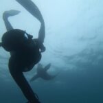 Tanya van Graan Instagram - Seal searching Sunday...🙏🏼💙. . . . #11°C #capefurseal #Capetown #atlanticocean #freediving #freedivetribe #saveourseas @sea_the_bigger_picture @trailfreedivers Atlantic Ocean