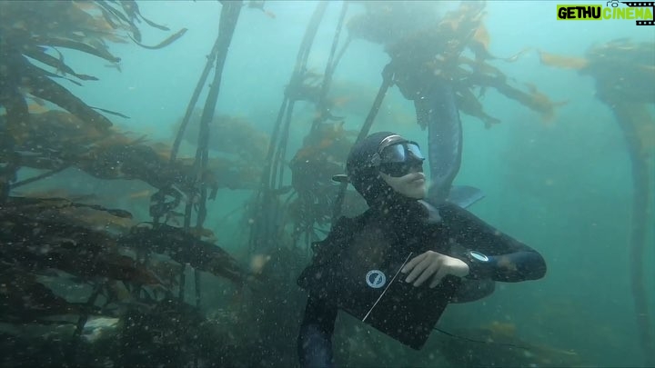 Tanya van Graan Instagram - What is Citizen Science? Citizen Science is public participation in scientific research; everyday people can play a part in collecting data! @caperadd encourages citizen science by hosting divers and snorkelers on a data collection experience. 🌊🙌🏼🐟🦈🐠 Check them out! 😎🤙🏼 #NeverStopLearning #ProtectOurOcean #CapeTown #GetInvolved