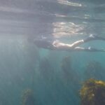 Tanya van Graan Instagram - A forest to some, a home to many... 🌳🌲🌿🐠🐟🦈 🙌🏼#Kelpforest #Pajamashark #CowShark #RespectTheOcean #freediving #capetown #winter @goproza #SwimForestSwim #shotgun Simon's Town