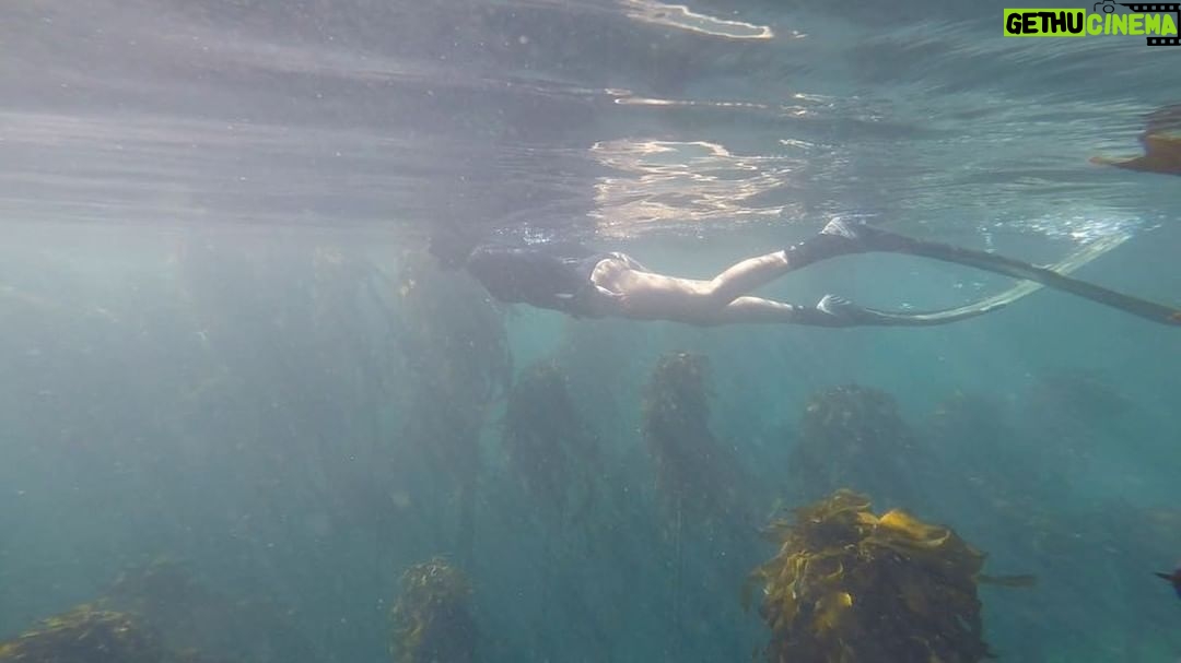 Tanya van Graan Instagram - A forest to some, a home to many... π³π²πΏπ ππ¦ ππΌ#Kelpforest #Pajamashark #CowShark #RespectTheOcean #freediving #capetown #winter @goproza #SwimForestSwim #shotgun Simon's Town