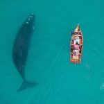 Tanya van Graan Instagram - A mind that is stretched by a new experience can truly never go back to it’s old dimensions! 🐋🙌🏼😯 #southernrightwhale #Incredible #SaveTheOcean 🙏🏼 #KnowledgeIsPower #OneOcean #TheApexExpedition #Arniston 📷: @juansharks