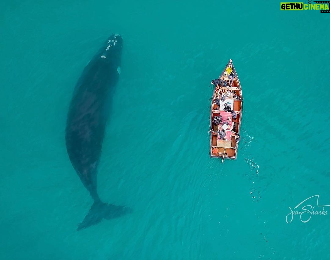 Tanya van Graan Instagram - A mind that is stretched by a new experience can truly never go back to itβs old dimensions! πππΌπ― #southernrightwhale #Incredible #SaveTheOcean ππΌ #KnowledgeIsPower #OneOcean #TheApexExpedition #Arniston π·: @juansharks