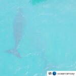 Tanya van Graan Instagram - #Repost @oceanramsey ・・・ #SouthernRightWhales swimming right up to us this morning out filming for @theapexexpedition off the tip of #southafrica Drone by @juansharks We took the icy plunge to photograph them in the area the local fishermen had taken us to scout for the #GreatWhiteSharks they have been seeing along this beautiful coast. If there were any great #whitesharks in the area I wouldn’t have seen them because the water clarity wasn’t even good enough to see the head of the whale from the tip of its tail but such a cool experience (in every aspect) regardless. #RightWhales we’re hunted easily because of their calm approachable demeanor. Since being given protection in 1937 the southern right whale populations are recovering but the northern right whale populations are still classified as endangered. #savewhales #savetheocean #helpsavesharks #oneocean #apex180 #africa with @tanyavangraan @iamjuliawheeler #theapexexpedition #conservationist #conservation #science #marinebiology #explore #gobeyond #djimavicpro #dronewhale #ocean #beautiful The whales you’re listening to are #HumpbackWhales I recorded with my cetacean #research #technology #hydrophone in #Hawaii #afrikaans @oneoceanglobal @oneoceanresearch
