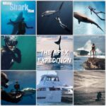 Tanya van Graan Instagram - I am truly honored & humbled to have been asked to join an amazing team of talented passionate & complex individuals who have dedicated their lives to pursue the noble cause of protecting sharks and giving a voice to our ocean! ~ #TheApexExpedition 🎥🦈 🌊⛵️#Episode1 #GoingOnAnAdventureSoon #Filming #Conservation #Reality #SaveOurSharks #saveourseas #UseYourVoice #Purpose #freediving #scubadiving