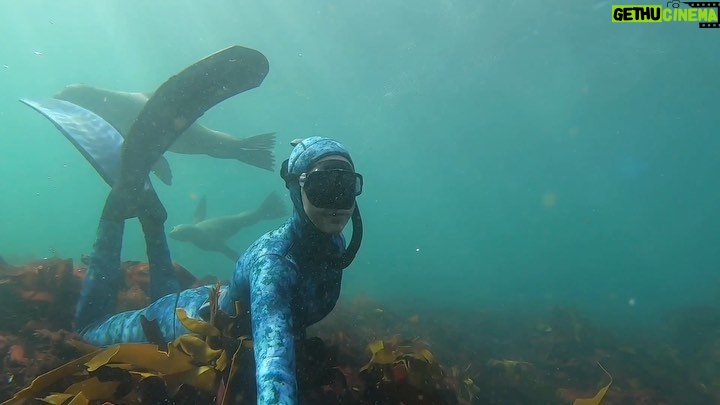 Tanya van Graan Instagram - The best way to observe a fish is to become a fish. 🐟🐋🦈🌊 🧜🏼♀️ #JacquesCousteau✨ #wisewords #freedive #capefurseals #oceanlovers 💙 Hout Bay