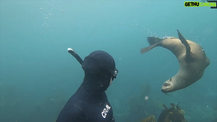 Tanya van Graan Instagram - Seal to seal conversations...🤗💙. . . . #MagicalWorldBelow #CapeFurSeals #HoutBay #OceanLove #freediving #HappyMe 🌊💙 Hout Bay I Cape Town
