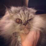 Taraneh Alidoosti Instagram – گربه ى خوش اخلاق رفيقمون. 🐱😈