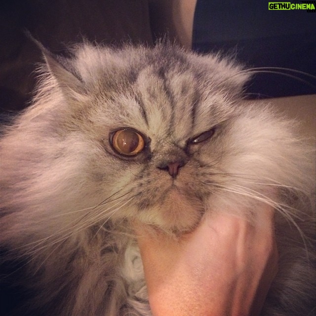 Taraneh Alidoosti Instagram - گربه ى خوش اخلاق رفيقمون. 🐱😈