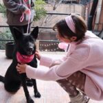 Taylor Hill Instagram - Happy Valentines Day 💌 If you’re still looking for love and interested in adoption, head to the link in my bio for information on the available dogs from our event! 🥰