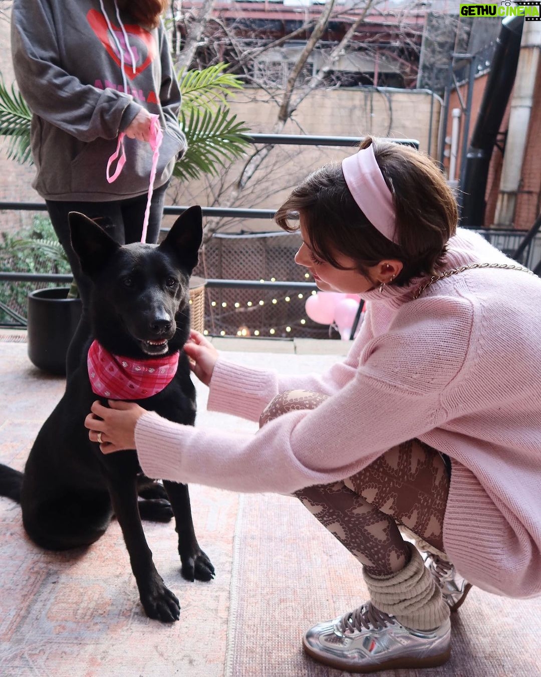 Taylor Hill Instagram - Happy Valentines Day 💌 If you’re still looking for love and interested in adoption, head to the link in my bio for information on the available dogs from our event! 🥰