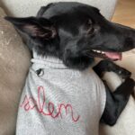 Taylor Hill Instagram - Happy Valentines Day 💌 If you’re still looking for love and interested in adoption, head to the link in my bio for information on the available dogs from our event! 🥰