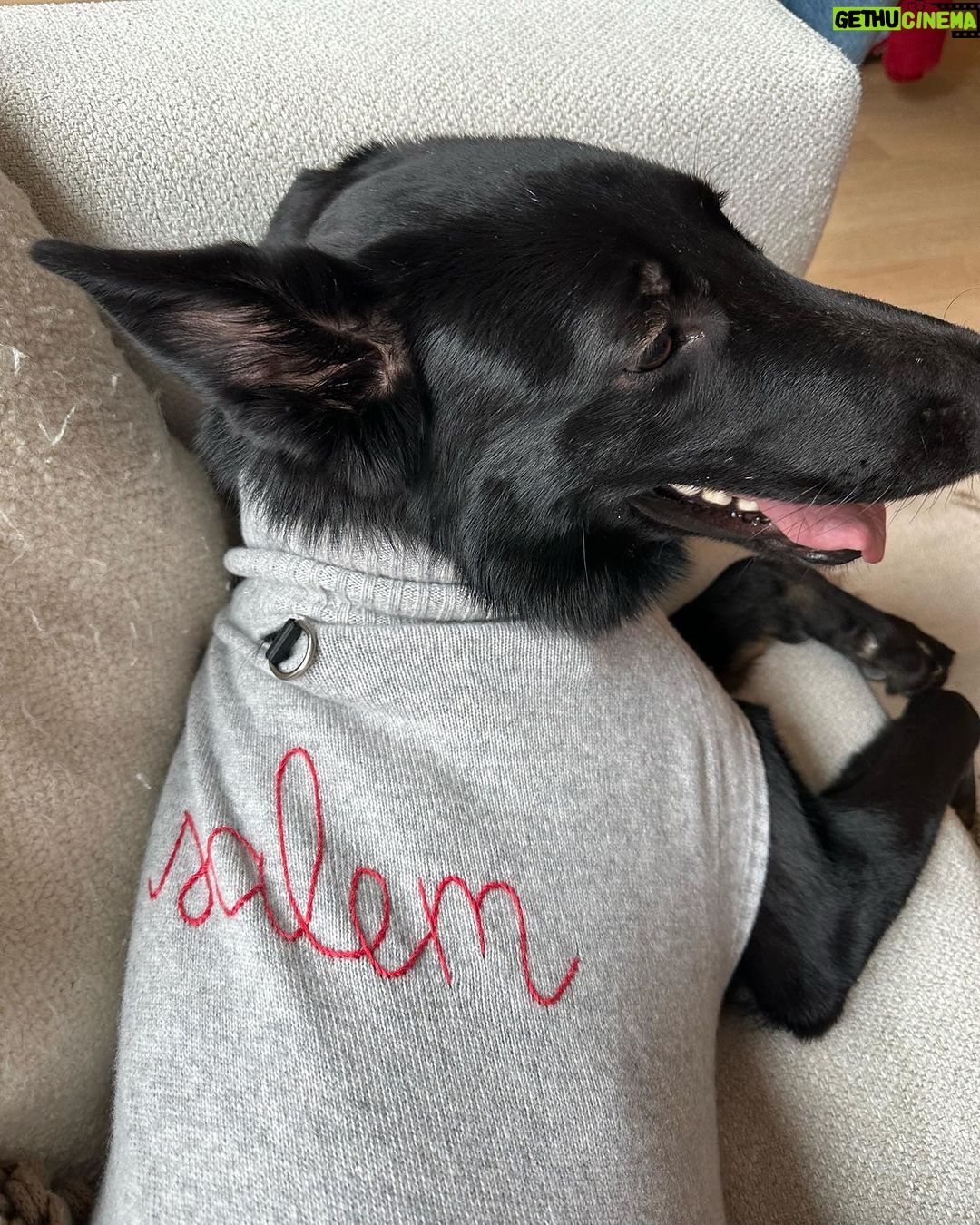 Taylor Hill Instagram - Happy Valentines Day 💌 If you’re still looking for love and interested in adoption, head to the link in my bio for information on the available dogs from our event! 🥰