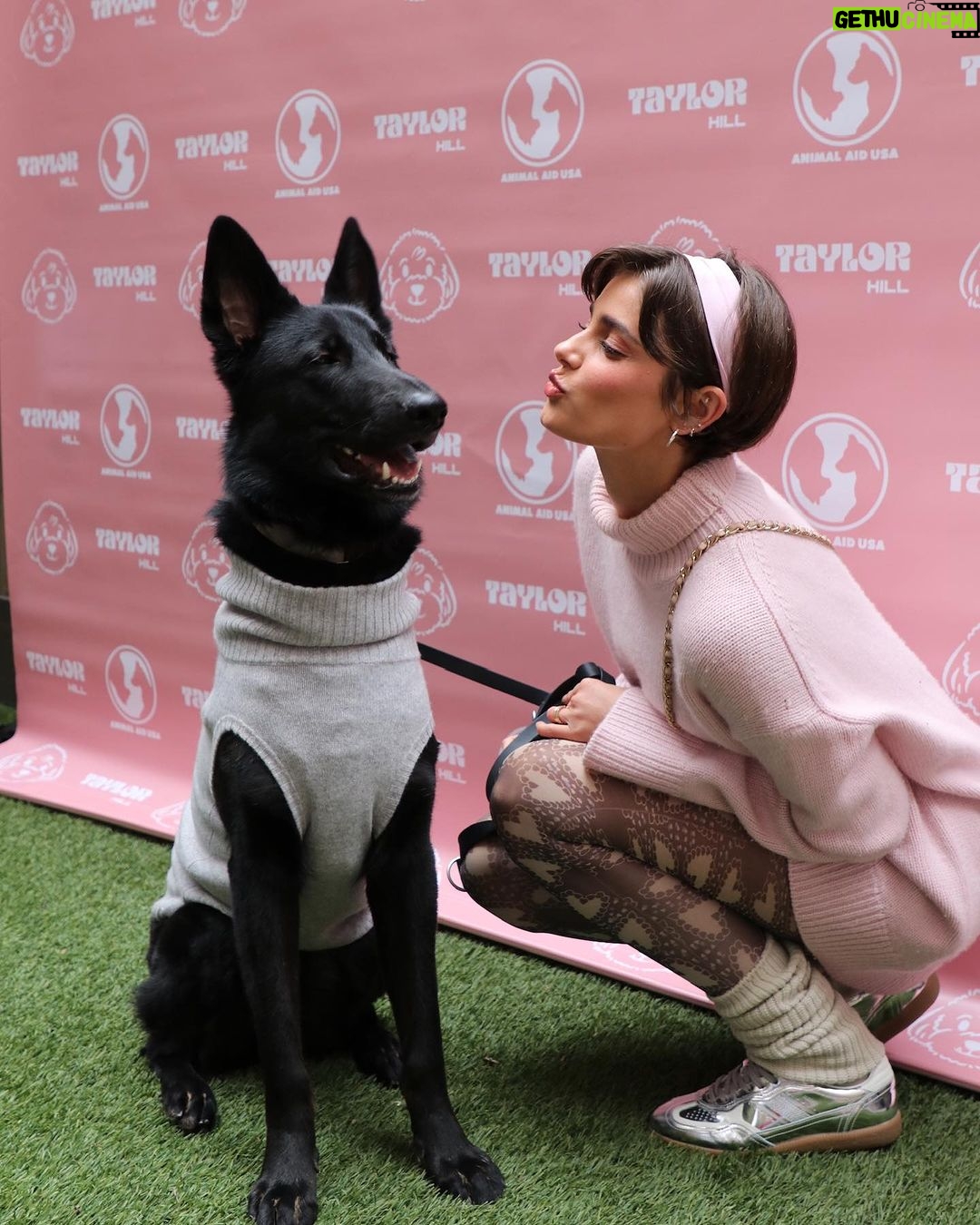 Taylor Hill Instagram - Happy Valentines Day 💌 If you’re still looking for love and interested in adoption, head to the link in my bio for information on the available dogs from our event! 🥰