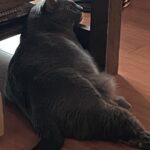 Teryl Rothery Instagram - This is Stubs. In his favorite spot to rest his head. 😃