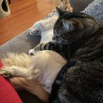Teryl Rothery Instagram – Had to share…..❤️🐾🐾