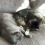 Teryl Rothery Instagram – Look at these little loves 🥰. So adorable…..until they start scratching my bedroom door at 4am!! 🥹