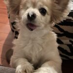 Teryl Rothery Instagram – Nothing like a one-eyed dog with a feather on its nose ❤️🥰🐾. My sweet little  rescue girl.
