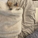 Teryl Rothery Instagram - Do you think she knows she’s a dog?? 😃