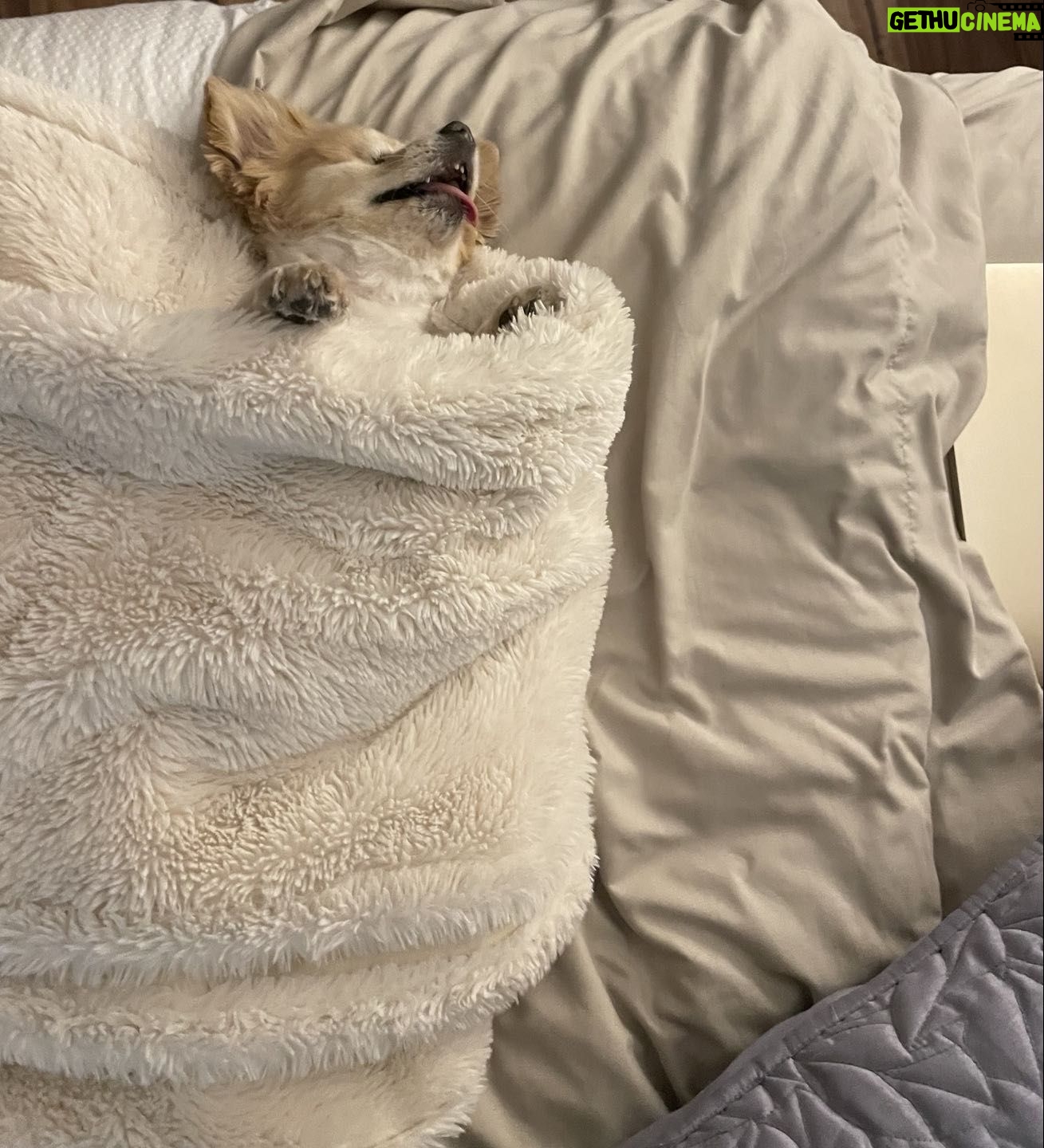 Teryl Rothery Instagram - Do you think she knows she’s a dog?? 😃