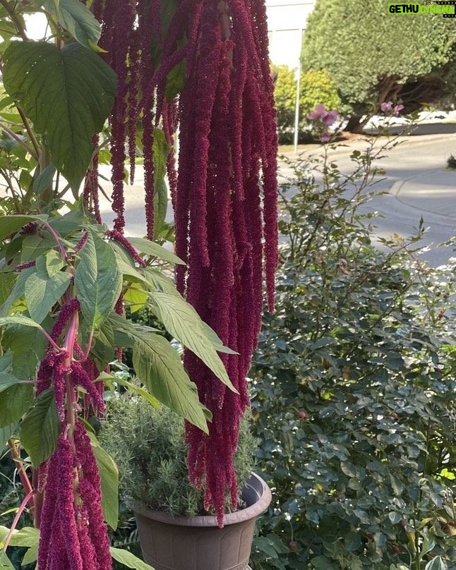 Teryl Rothery Instagram - I came across this beautiful plant on one of my walks. Anyone know what it is?😊