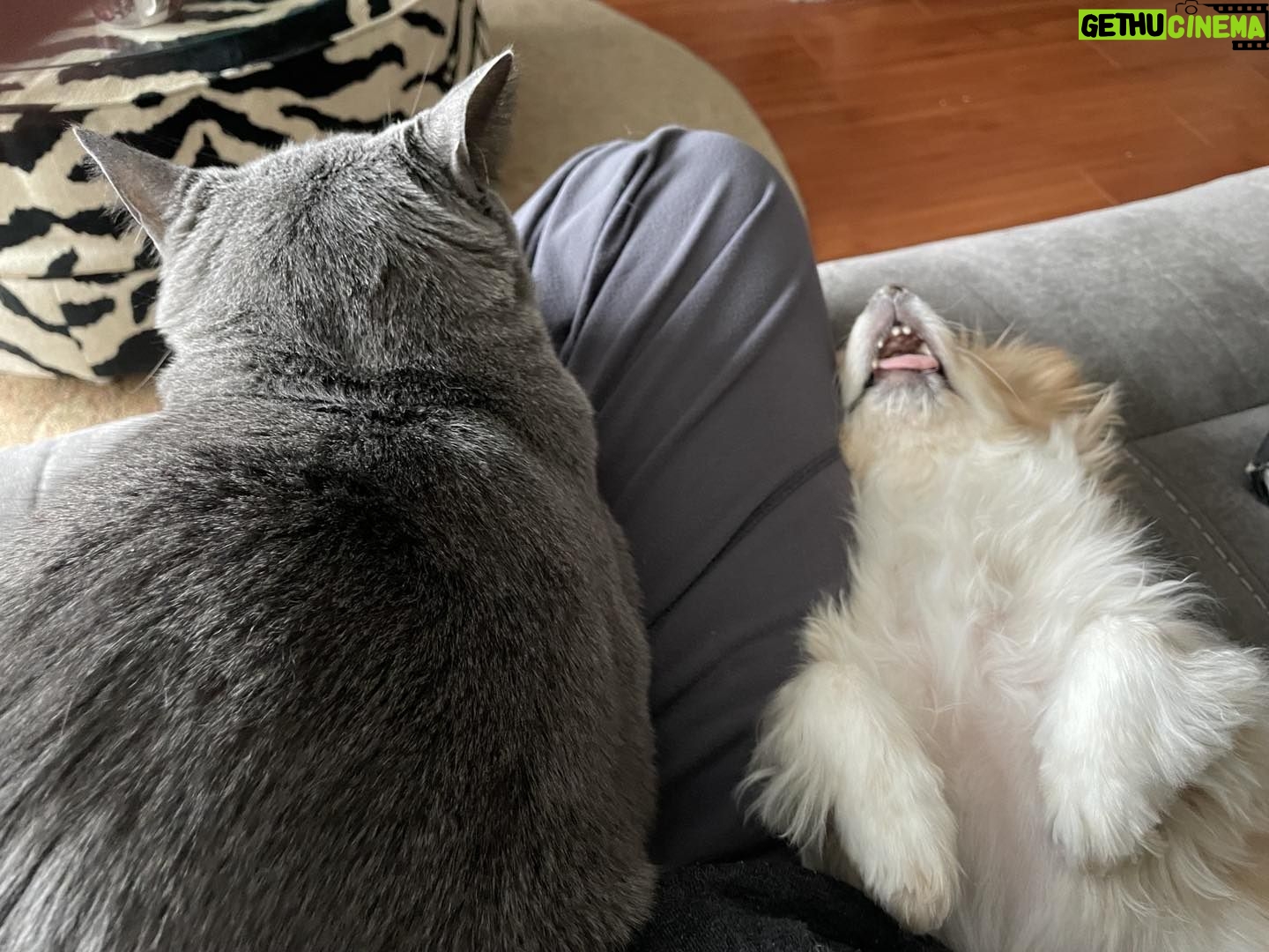 Teryl Rothery Instagram - My animals have no concept of space. 🤦🏼♀️🐾