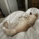 Teryl Rothery Instagram – Somebody’s enjoying Spring Break even more than my teenager. 😂